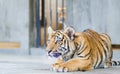 Tiger in the zoo Royalty Free Stock Photo