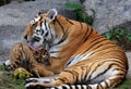 Tigerbaby with its mom Royalty Free Stock Photo