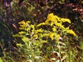 Goldenrod Wildflowers in Bloom