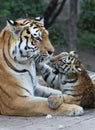 Tigermother with its child Royalty Free Stock Photo
