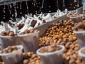 Tigernuts watered to keep them fresh Royalty Free Stock Photo