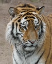 Tigerportrait