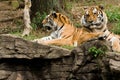 Tigers Royalty Free Stock Photo