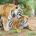 Tigers