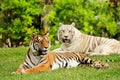 Tigers Royalty Free Stock Photo