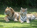 Tigers