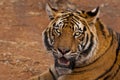 Tigers face with mouth open showing teeth