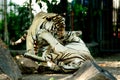 Tigers having fun Royalty Free Stock Photo