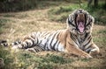 Tigers Jaws And Teeth Royalty Free Stock Photo