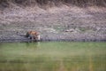 Tigers of kanha national park