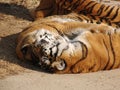 Tigers love Royalty Free Stock Photo