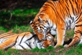 Tigers in love Royalty Free Stock Photo