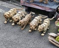 tigers made of wood from Indonesia Royalty Free Stock Photo