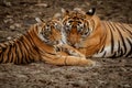 Tigers in the nature habitat. Tigers mother and cubs resting near the water. Royalty Free Stock Photo