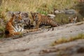 Tigers in the nature habitat. Tigers mother and cubs resting near the water. Royalty Free Stock Photo