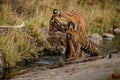 Tigers in the nature habitat. Tigers mother and cubs resting near the water. Royalty Free Stock Photo