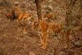 Tigers in the nature habitat. The whole tigers family include a father. Big male. Royalty Free Stock Photo