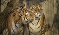 Tigers Nuzzling Each Other