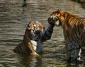 Tigers Play Royalty Free Stock Photo