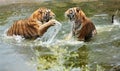 Tigers play in water Royalty Free Stock Photo