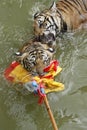 Tigers play in water Royalty Free Stock Photo