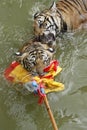 Tigers play in water