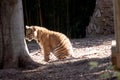 this is a side view of a tiger cub