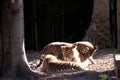 the three tiger cubs are playing