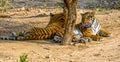 Tigers in the shade