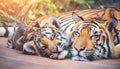 the tigers are sleeping on the floor Royalty Free Stock Photo