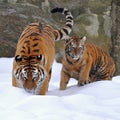 Tigers