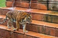 Tigers Walking and Laying in the Water