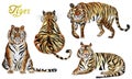 Tigers watercolor set of elements