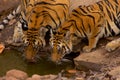 Tigers on waterhole Royalty Free Stock Photo