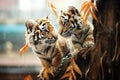 tigers whiskers twitching, sensing the environment