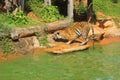 Tigers in zoos and nature Royalty Free Stock Photo