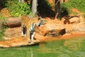 Tigers in zoos and nature