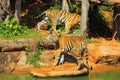 Tigers in zoos and nature