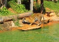 Tigers in zoos and nature Royalty Free Stock Photo