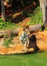 Tigers in zoos and nature Royalty Free Stock Photo