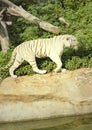 Tigers in zoos and nature Royalty Free Stock Photo