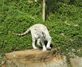 Tigers in zoos and nature Royalty Free Stock Photo