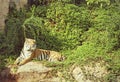 Tigers in zoos and nature