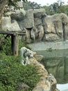 Tigers in zoos and nature Royalty Free Stock Photo