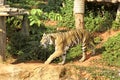 Tigers in zoos and nature Royalty Free Stock Photo