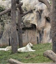 Tigers in zoos and nature Royalty Free Stock Photo