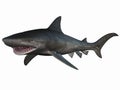 Tigershark Royalty Free Stock Photo