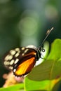Tigerwing Butterfly Royalty Free Stock Photo