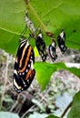 a Tigerwing butterfly unfurls its wings for the first time after emerging from its chrysalis Royalty Free Stock Photo