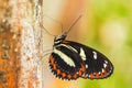 Tigerwing - Mechanitis sp. Royalty Free Stock Photo